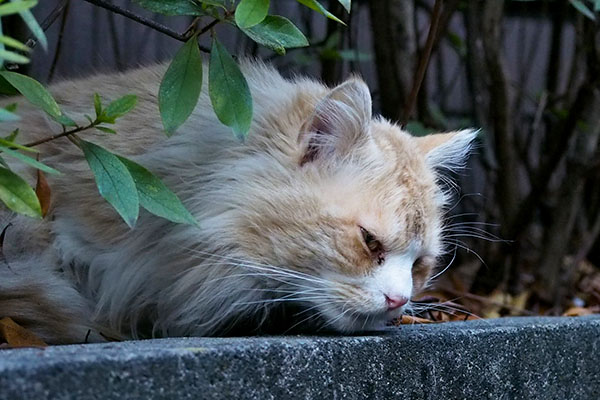 ジャンヌ　起きてオヤツ探し