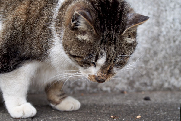 食べ終わる雫　お手てかわいい