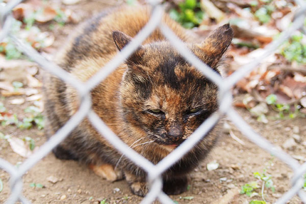 クロテ　正面から頭