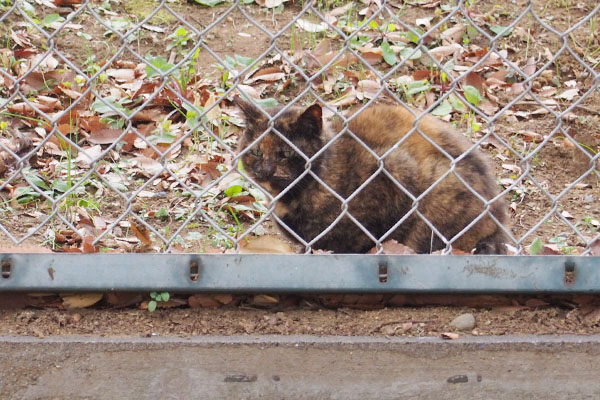 クロテ　雫を見ている