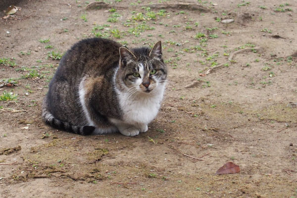 雫　お座りしてクロテを見る