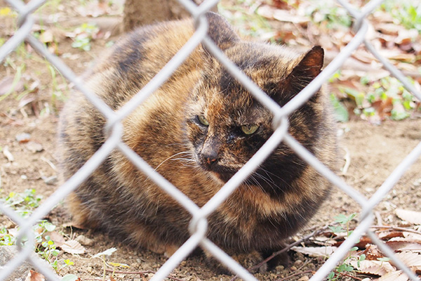 クロテの鋭い眼光