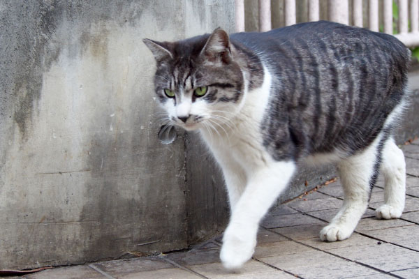 抜き足差し足　タンタル