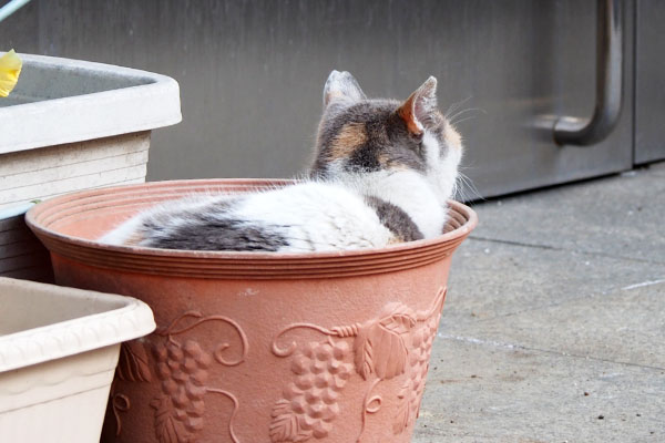 植木鉢に入ってたみけ姉さま