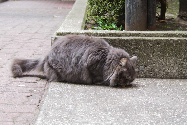 道路脇で食べるマフ