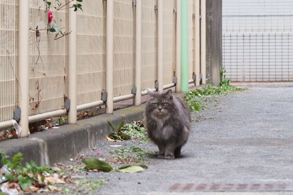 マフ　ついて来た