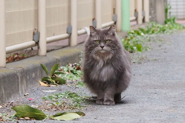 マフ　様子を伺う