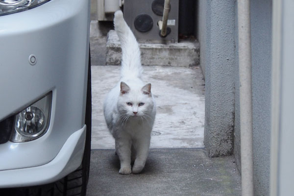 リリ　左側歩く