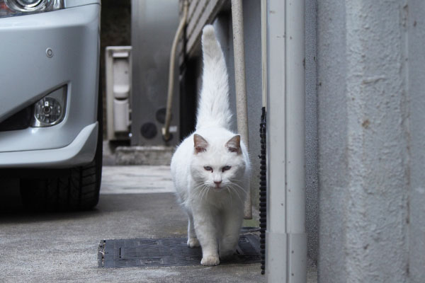 リリ　壁側を歩く