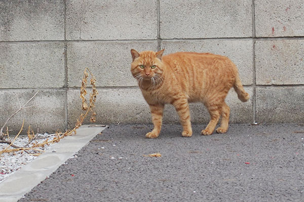 茶トラ　オス　帰って来たにゃ　トト