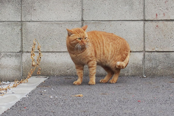 お世話宅を見る　トト