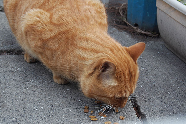 食べるトト