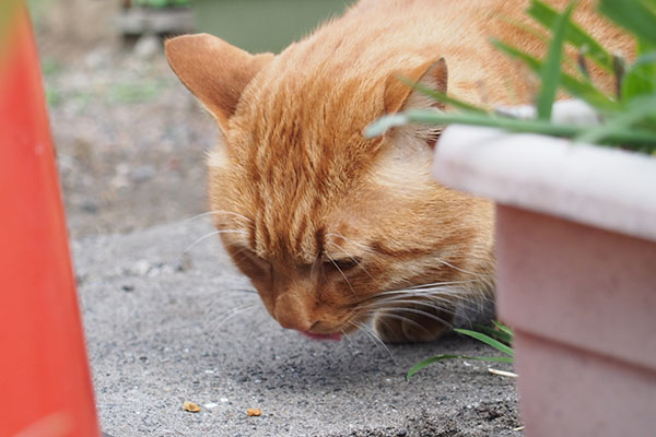 食べ続けるトト