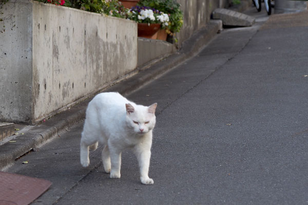 歩くチロル