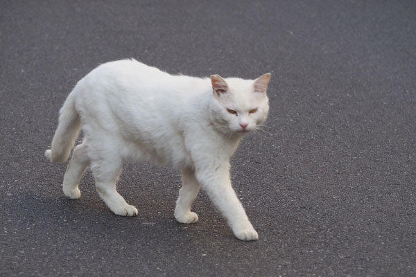 歩きながら睨むチロル