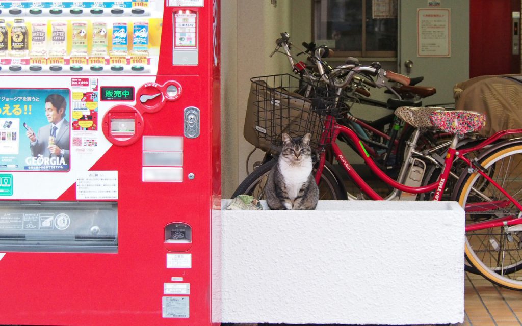 自販機と猫店員ゆう