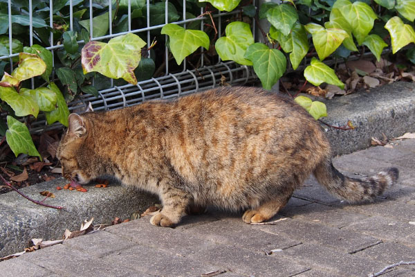 サキ　食べているぽっちゃり