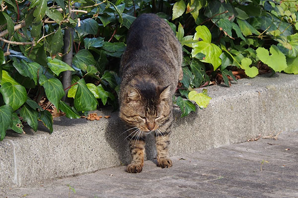 出て来た　トッキー　左にカリカリ