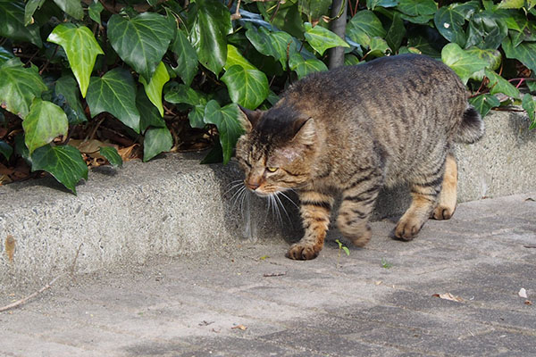 素通り　トッキー