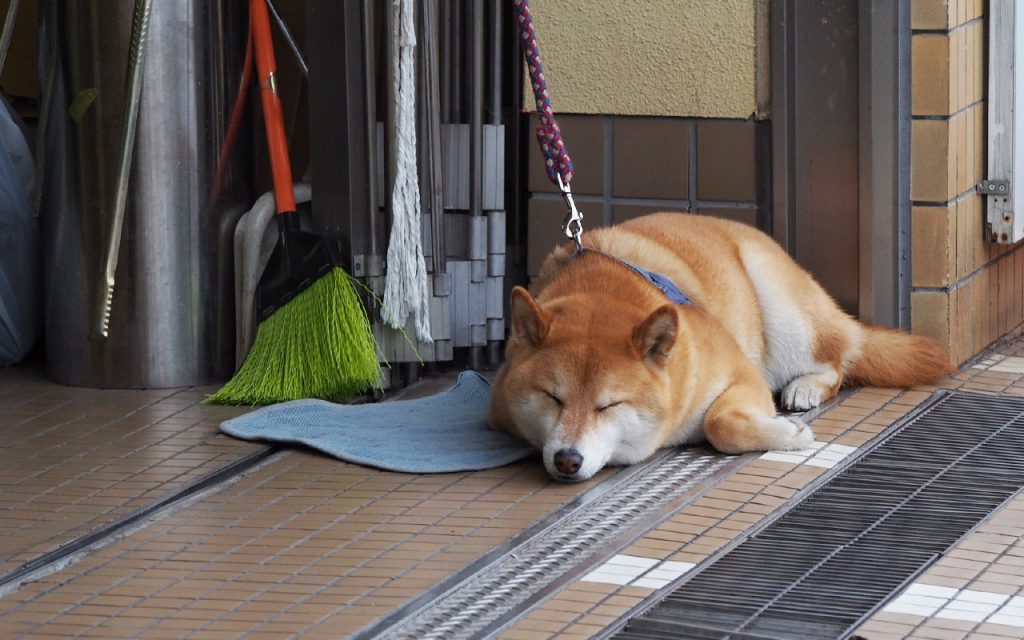 shiba sleeping at moterpool