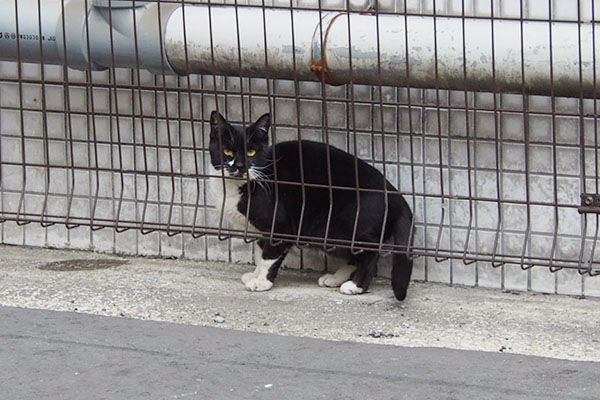 逃げる感じの白黒猫