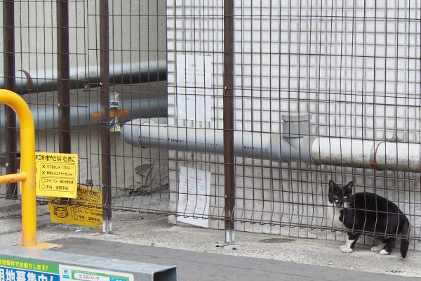 左側に野良猫についての板が