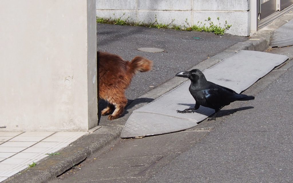 mofukiji tail and crow