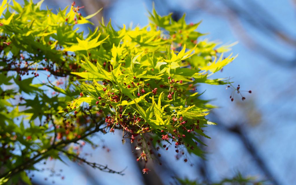 Maple flower red