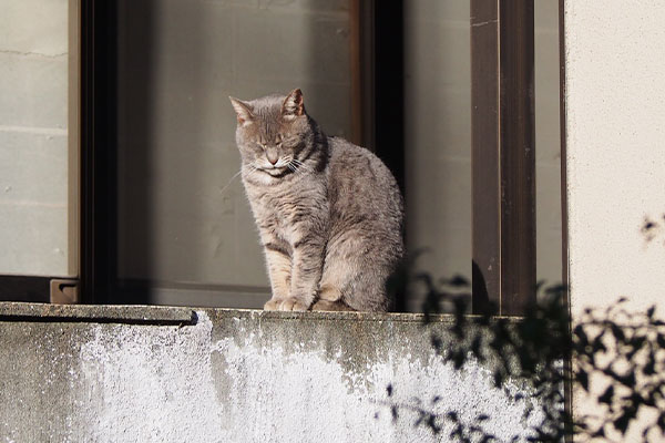 シピ　いつもは塀の上