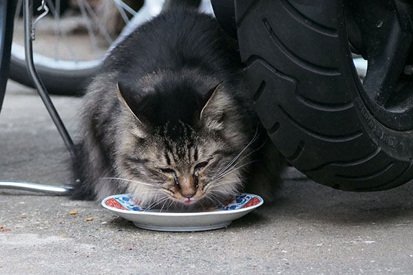 らんぽ君　すぐ食べる