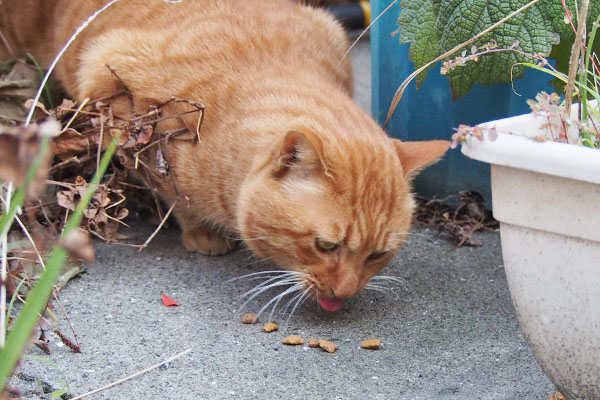 食べる　トト