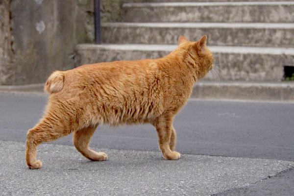 ナチャのボディ右から