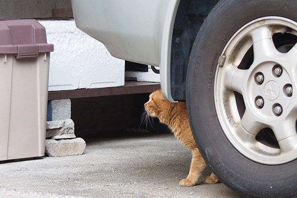 車の下から見上げるナチャ