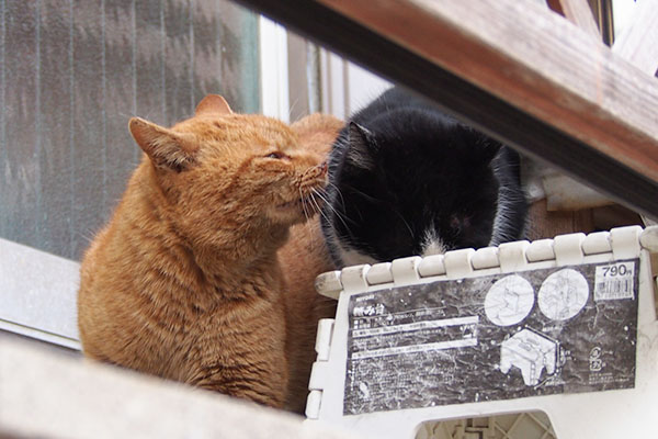 スズをくんかくんかするナチャ