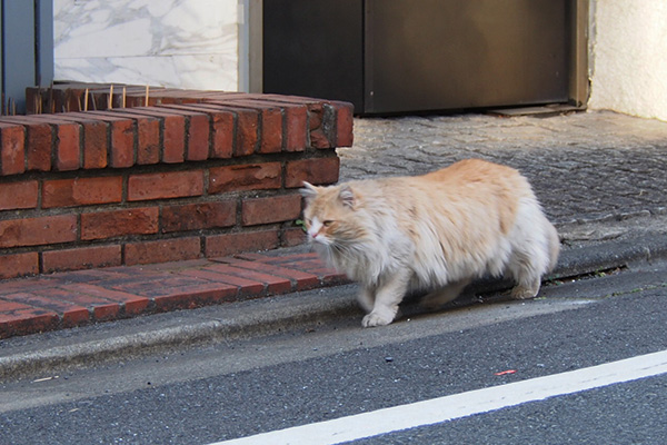 まっすぐ行くにゃ　ジャンヌ