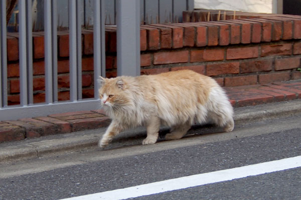 もふもふ行くにゃ　ジャンヌ