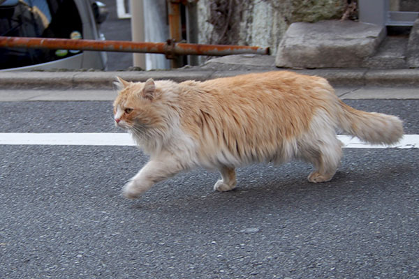 道路横断　ジャンヌ