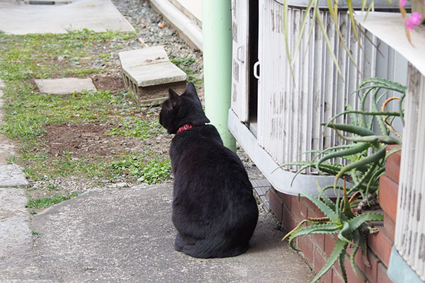 興味深々に見ているくーちゃん