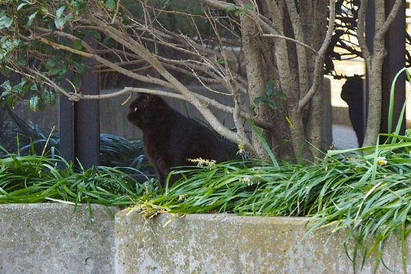 右側からクーロン前向く　端にメイラ