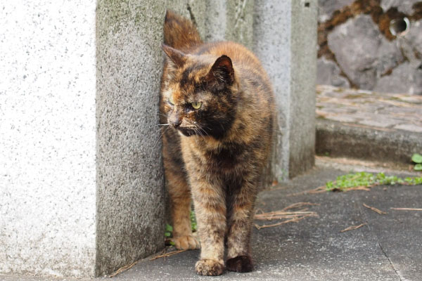 クロテ　きょろきょろ