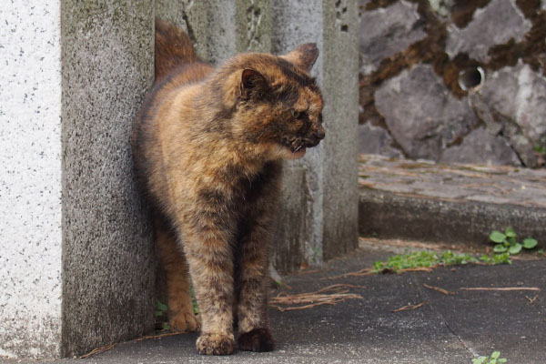 クロテ　鳴いている