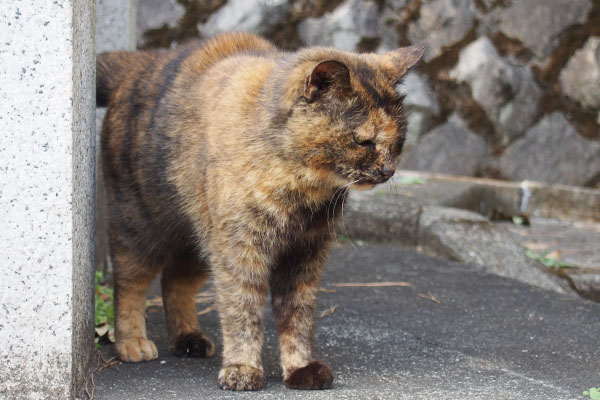 クロテ　雫を見る