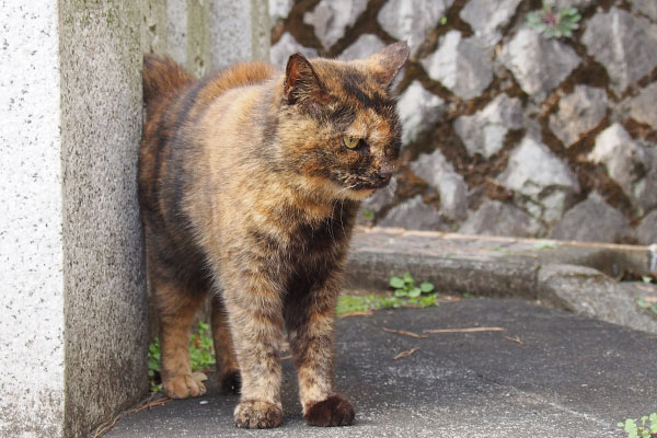 クロテ　警戒しながら雫を観察