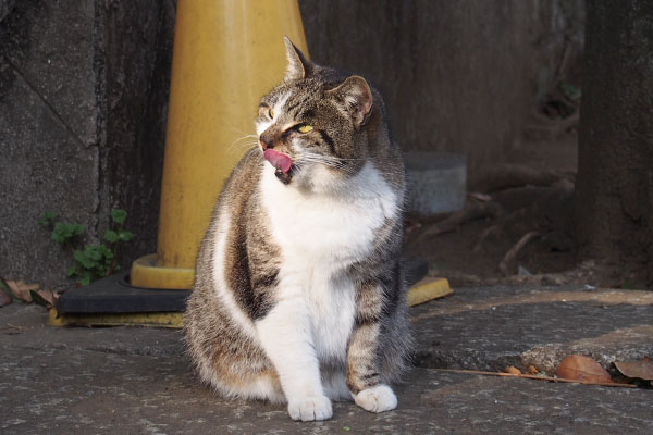 雫　ぺろんとしながらも見ている