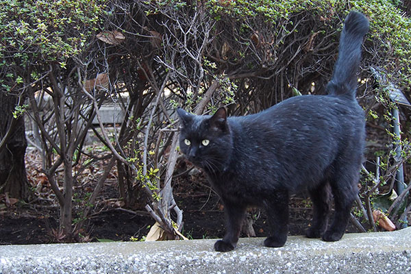 階段の上を見るメイラ