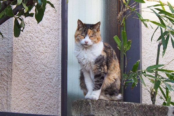 otowa sitting on the wall