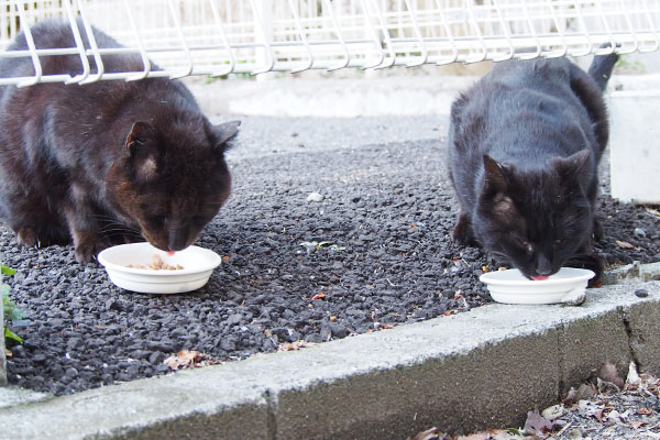 ミトンとティア　召し上がる