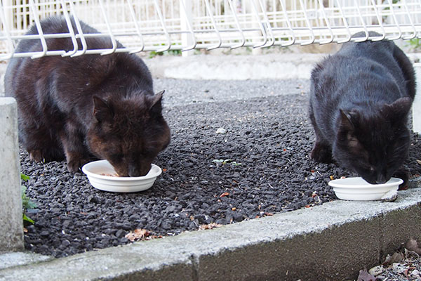 もくもくと食べる２にゃん