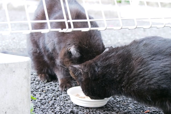 ミトンのお皿にティア