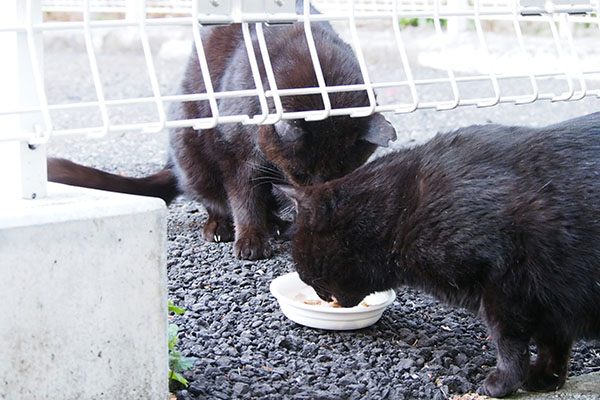 ミトンが怒らない